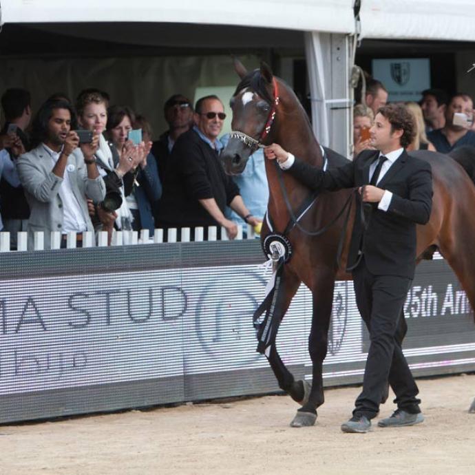Menton I Arabian Horse Championship 2017