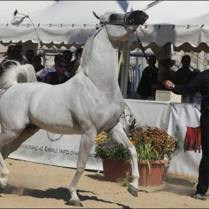 Menton : Arabian  Horse World Championships, 2018