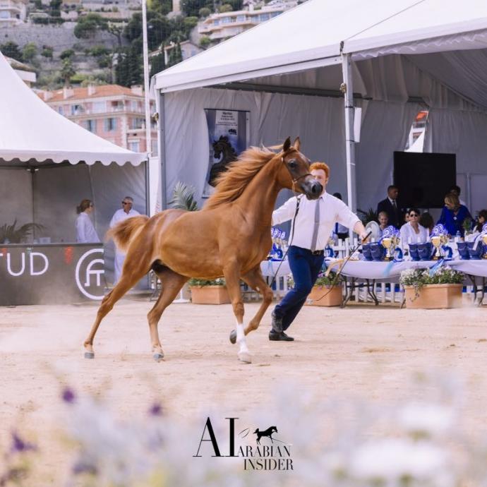 2019 Arabian Horse Show in Menton